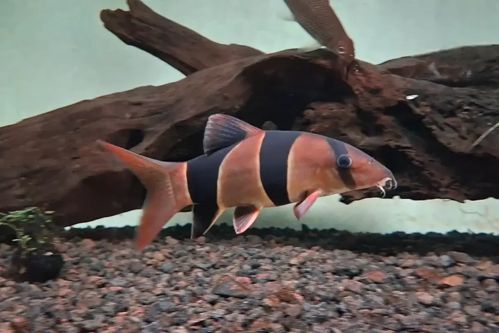 9 Makanan Ikan Botia untuk Menjaga Kesehatan dan Warna