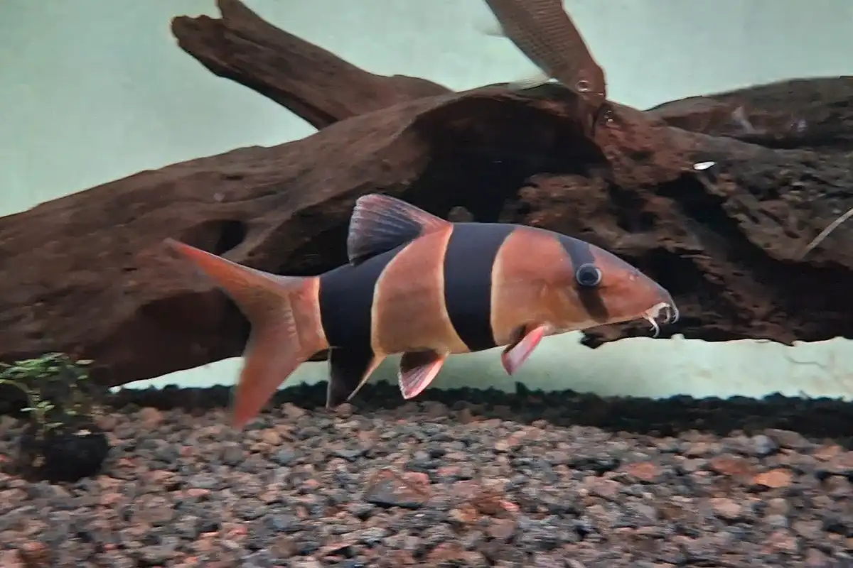 9 Makanan Ikan Botia untuk Menjaga Kesehatan dan Warna