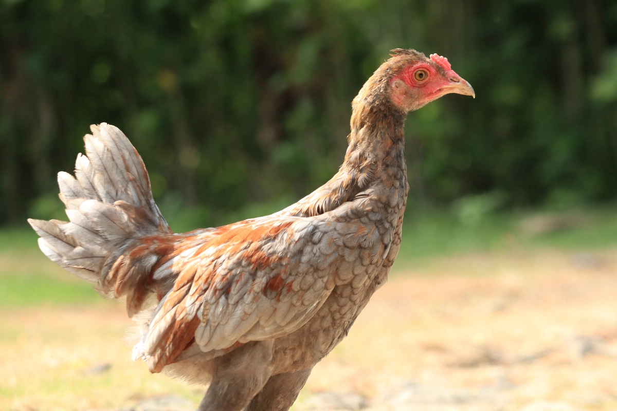 ayam bangkok betina yang bagus untuk indukan