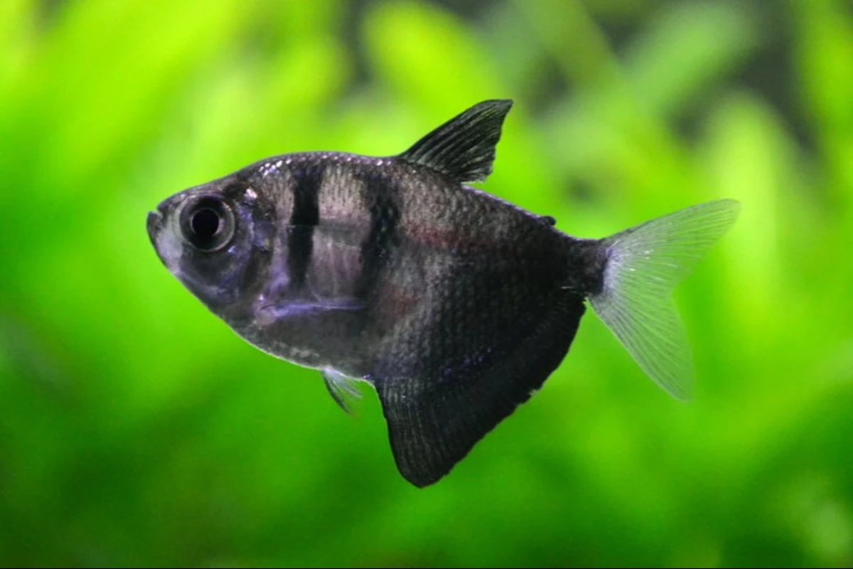 cara budidaya ikan black tetra