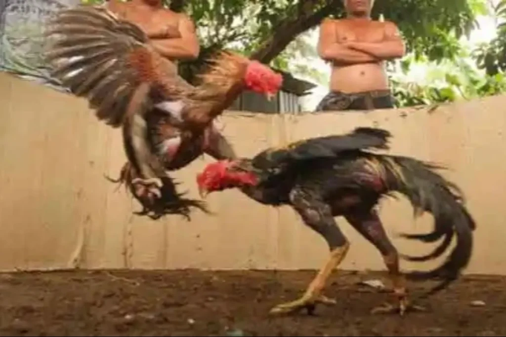 cara melatih ayam bangkok pukulan mati