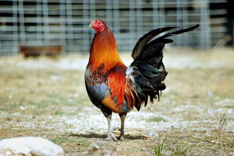 cara melatih otot kaki ayam aduan