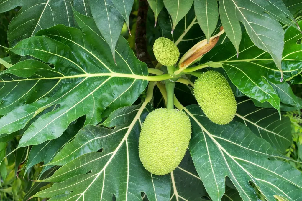 cara memperbanyak pohon sukun