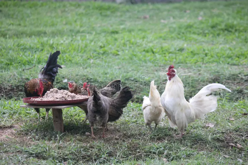 cara mengetahui umur ayam bangkok