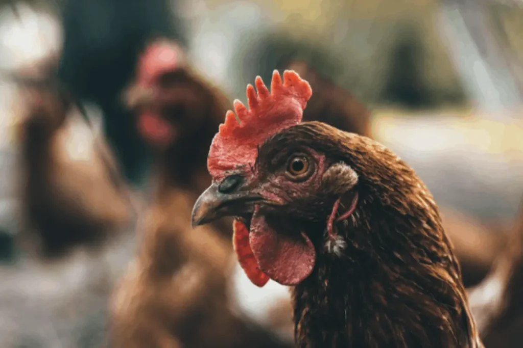 cara menghilangkan kutu ayam bangkok