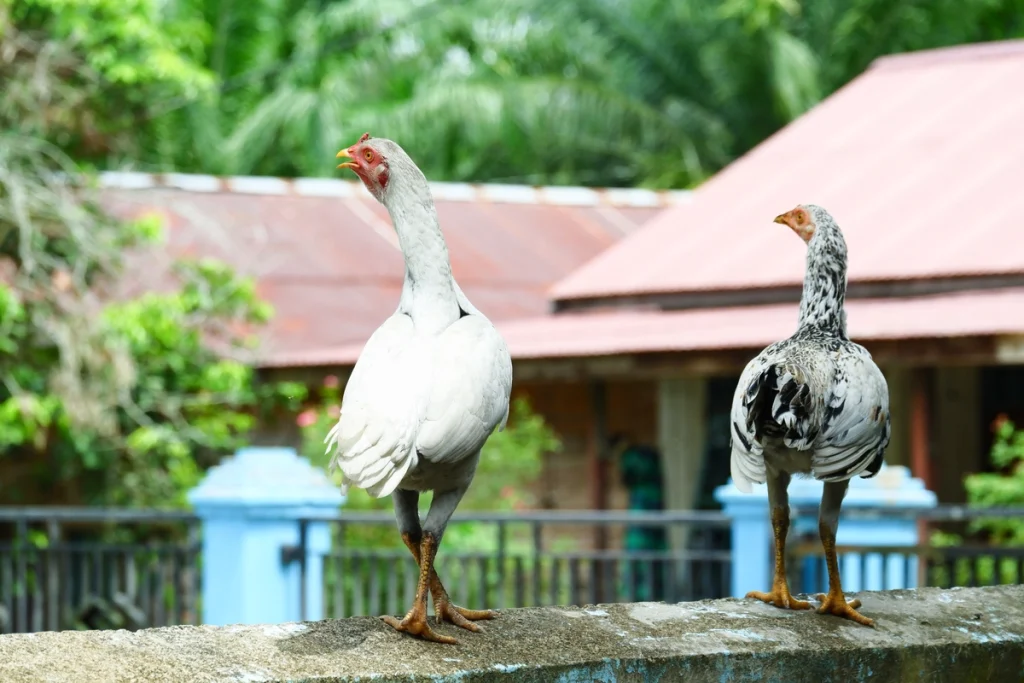 cara menguatkan kaki ayam bangkok yang lemas