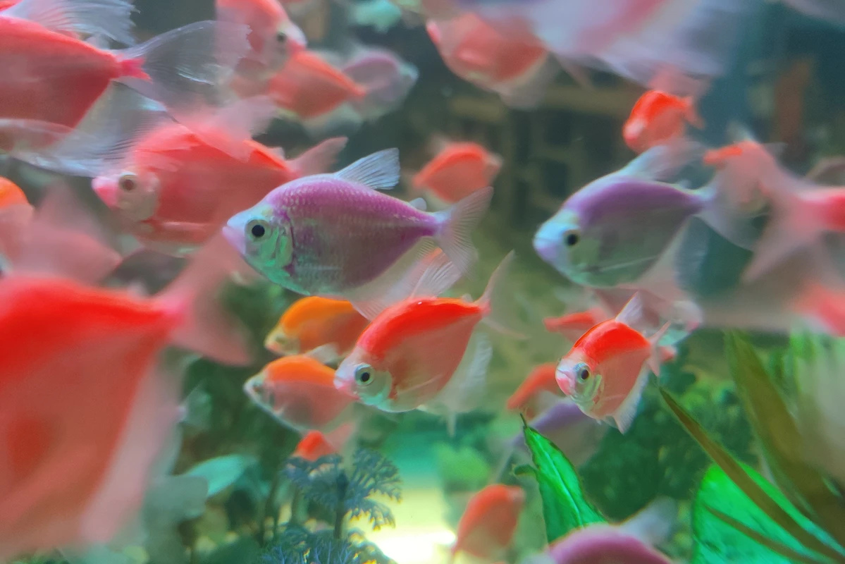 cara merawat ikan glofish