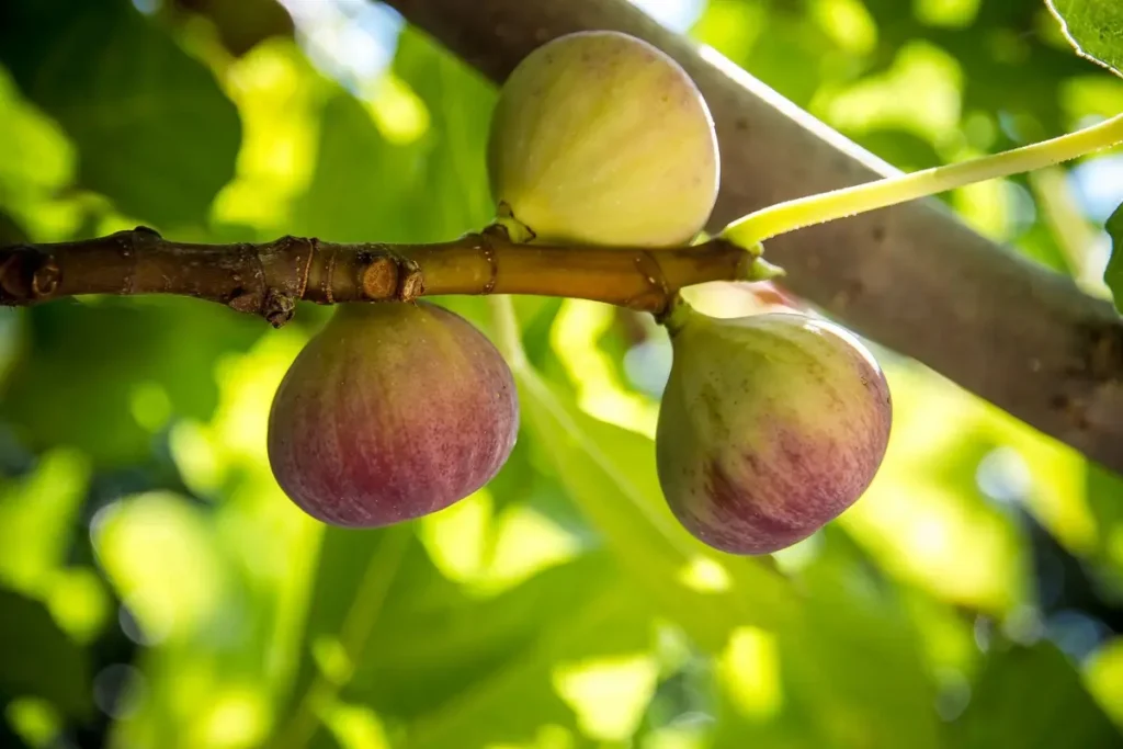 penyakit tanaman buah tin