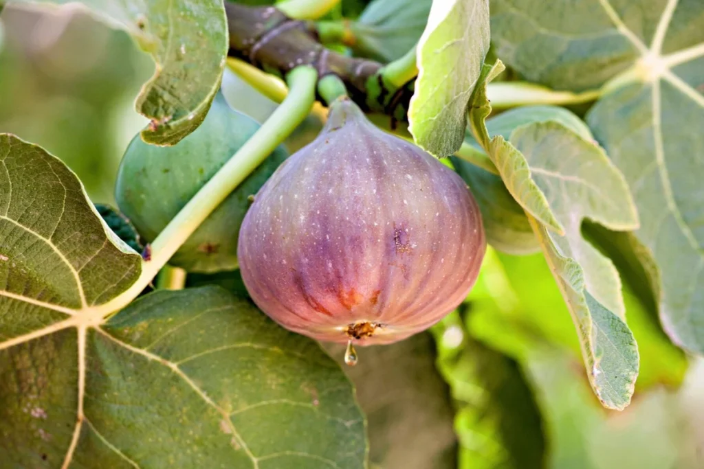 pupuk agar buah tin cepat berbuah