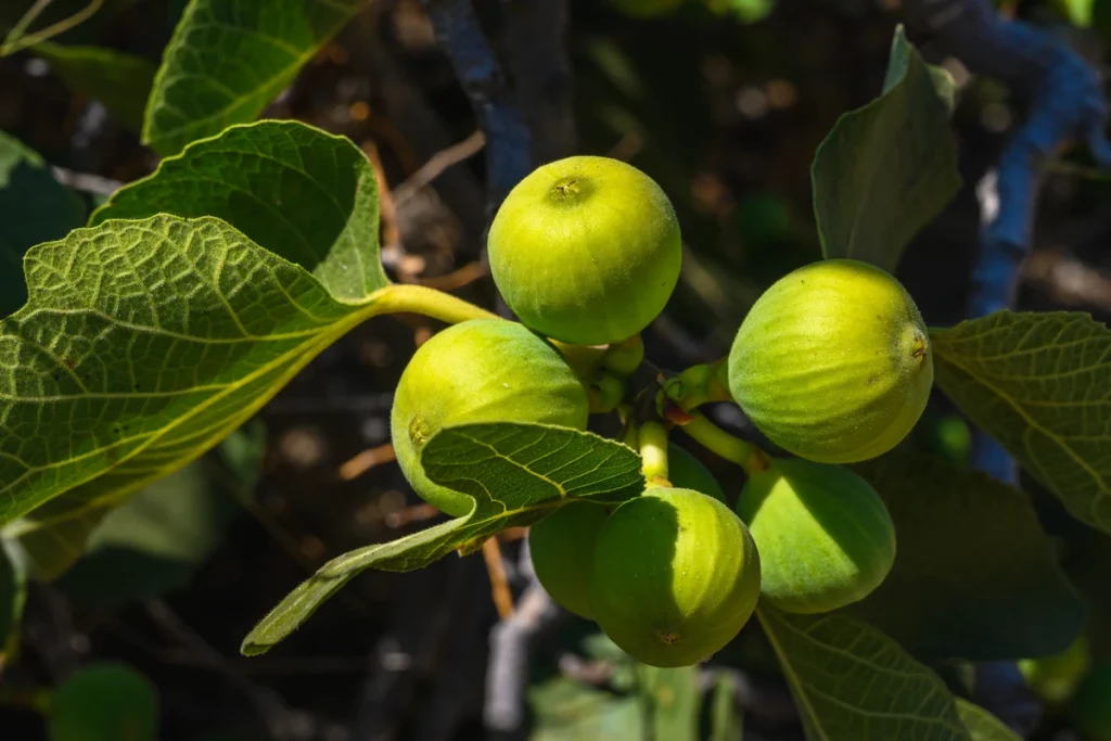 pupuk perangsang buah tin