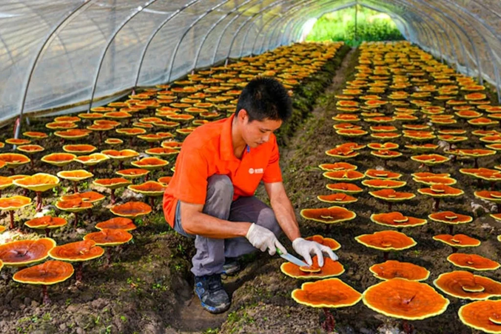 budidaya jamur lingzhi