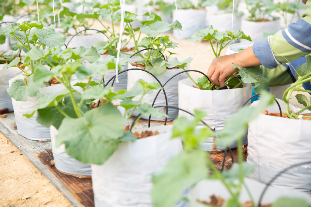 cara membuat media tanam sayur di polybag