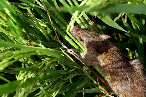 cara mengusir tikus di sawah tanaman padi