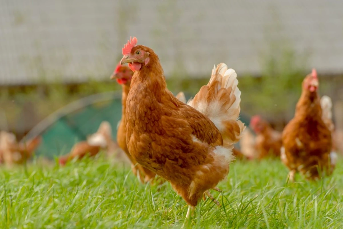 cara ternak ayam petelur umbaran