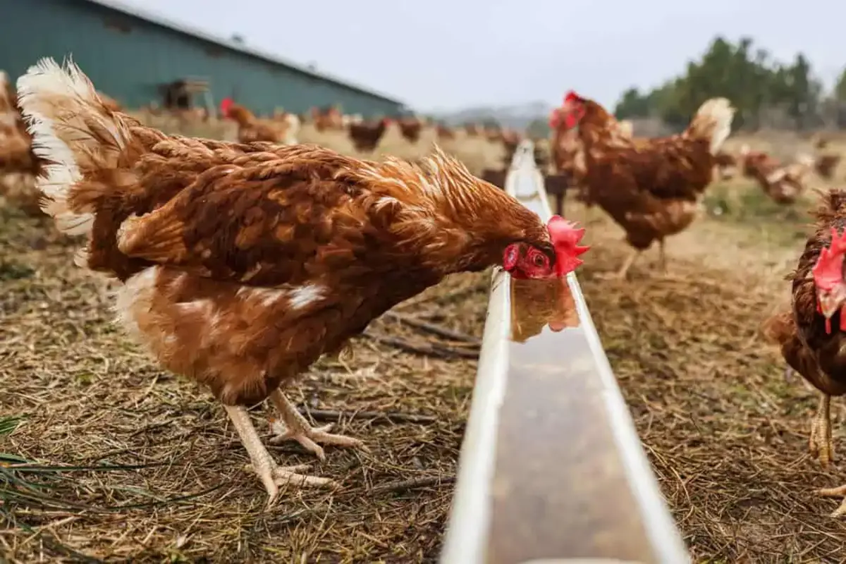 kebutuhan air minum ayam petelur