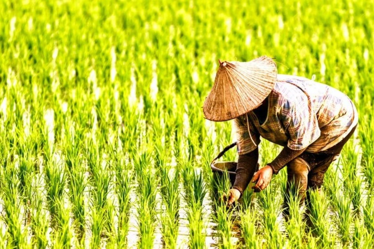 kebutuhan benih padi per hektar