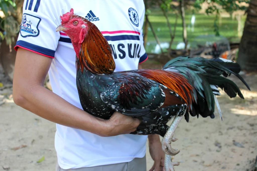 manfaat kunyit untuk ayam aduan