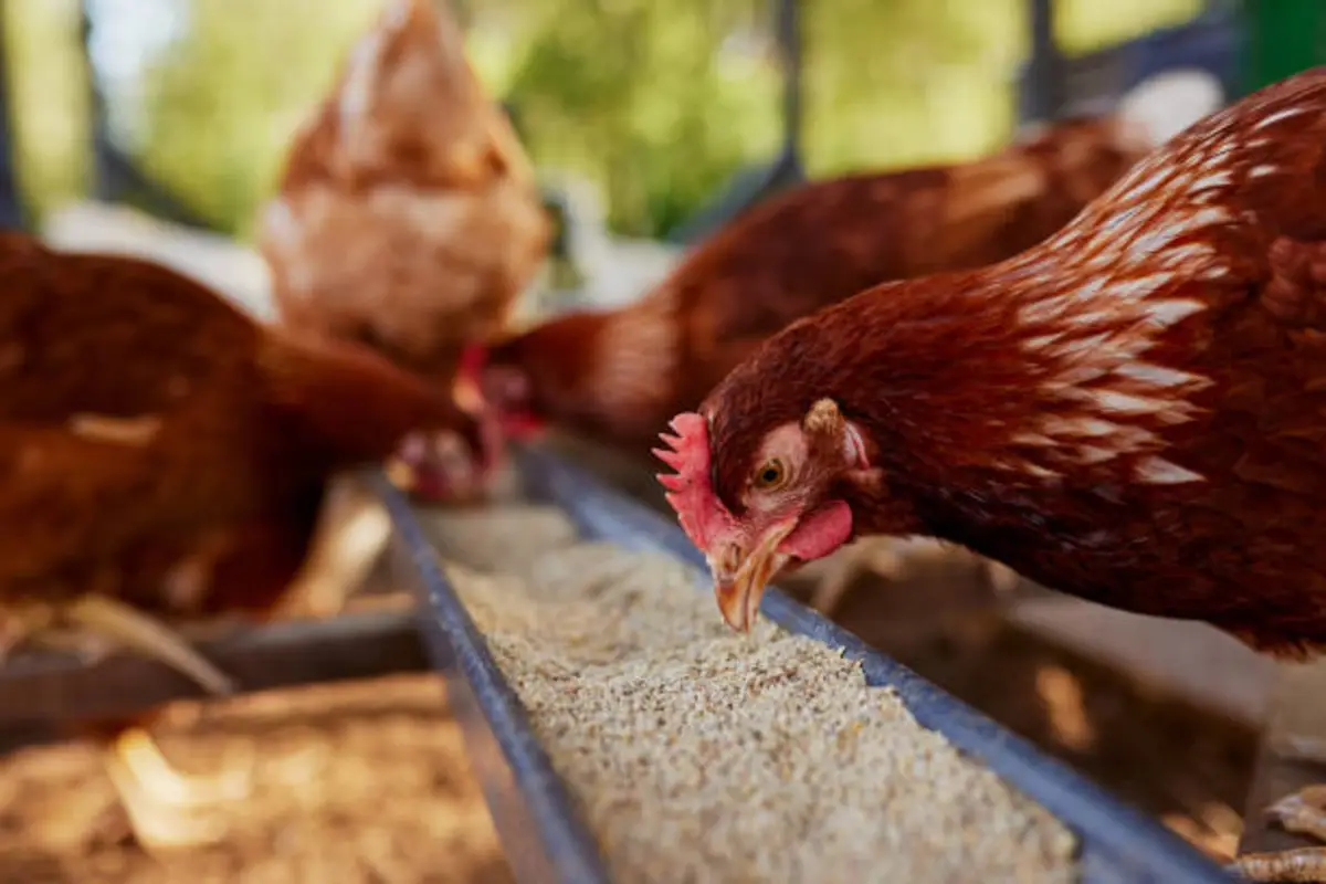 pakan ayam kampung agar cepat besar