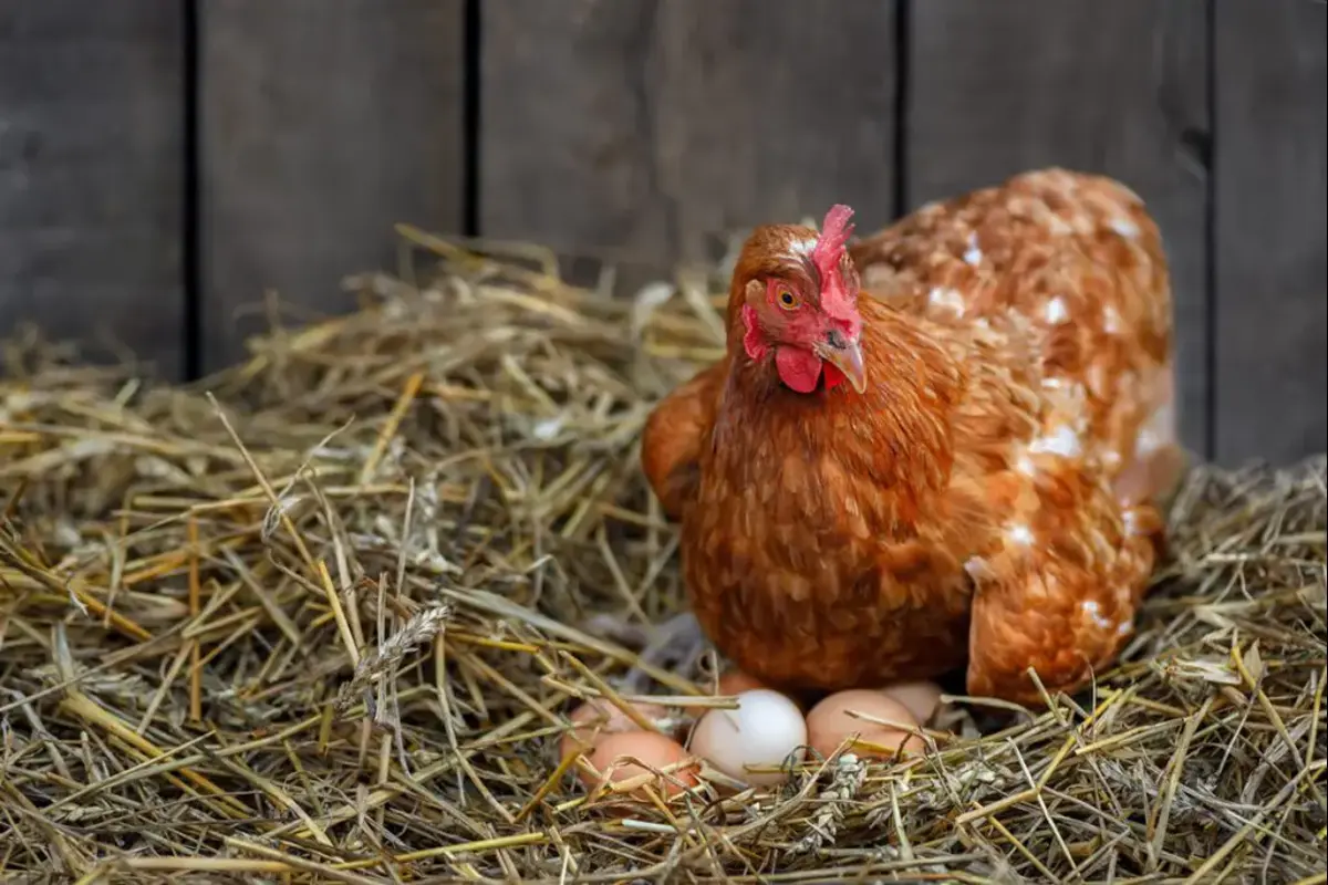 produksi telur ayam petelur per hari