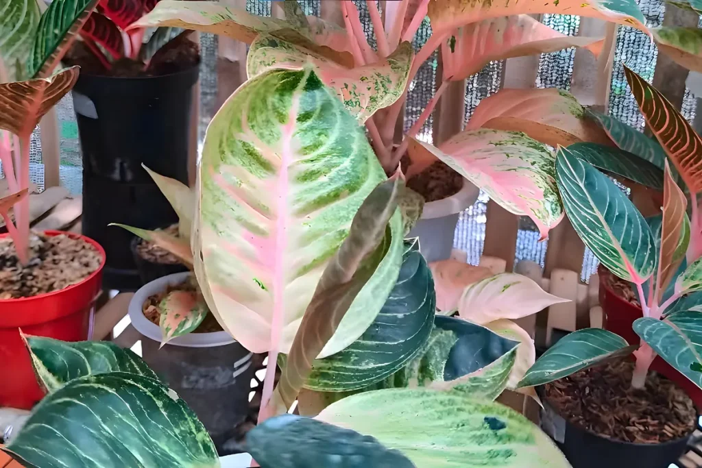 37 Jenis Aglaonema Terpopuler, Cek Harga & Pemupukannya!