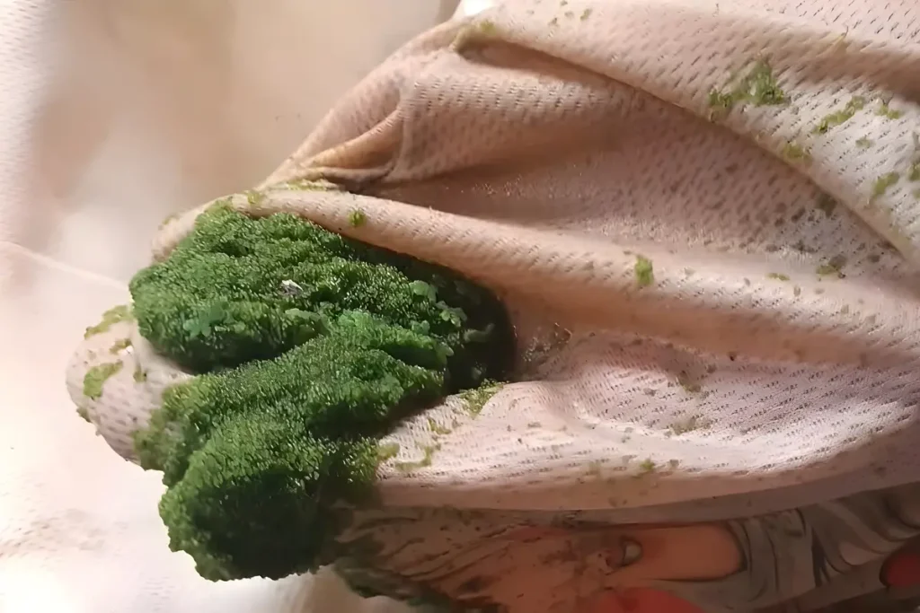 Cara Budidaya Azoll, Ciri-ciri Tanaman Azolla Siap Panen