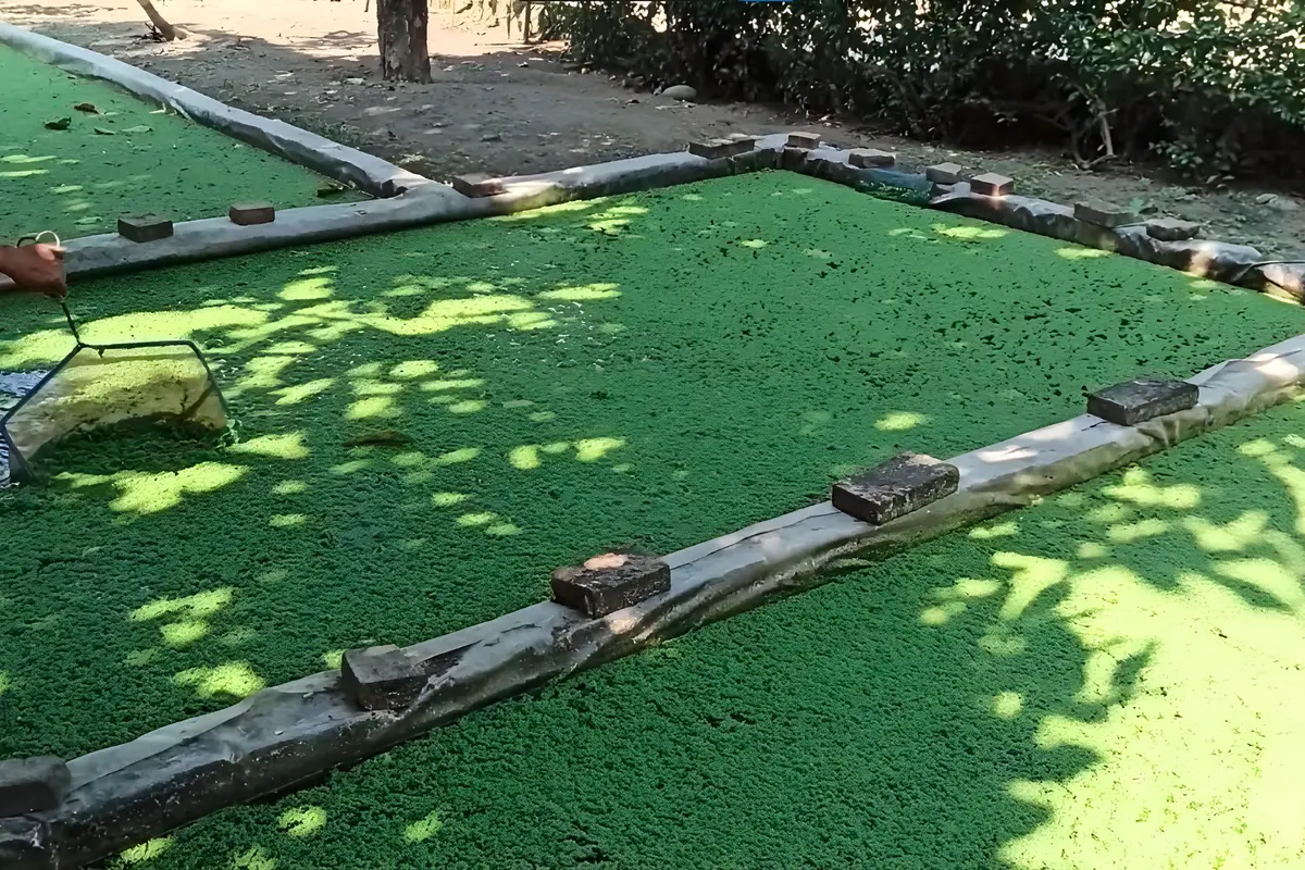 Cara Budidaya Azolla Lengkap, Buat Alternatif Pakan Ternak