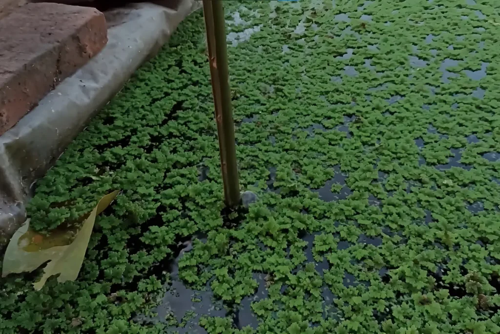 Cara Budidaya Azolla, Penumbuhan Bibit