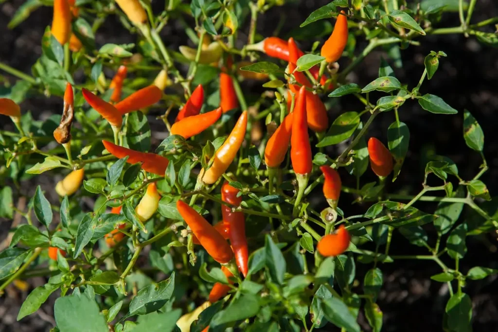 cara membuat nutrisi untuk tanaman cabe
