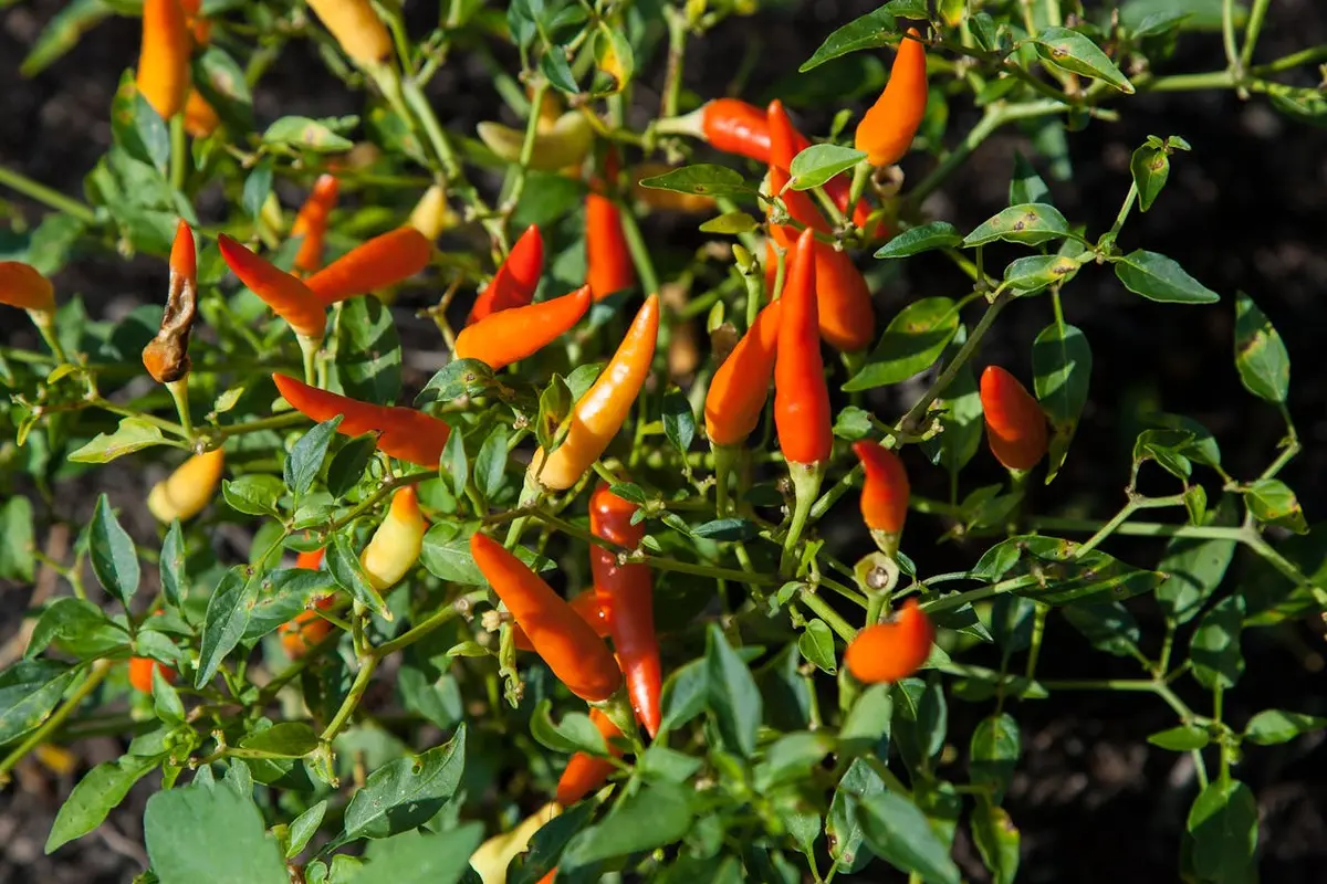 cara membuat nutrisi untuk tanaman cabe