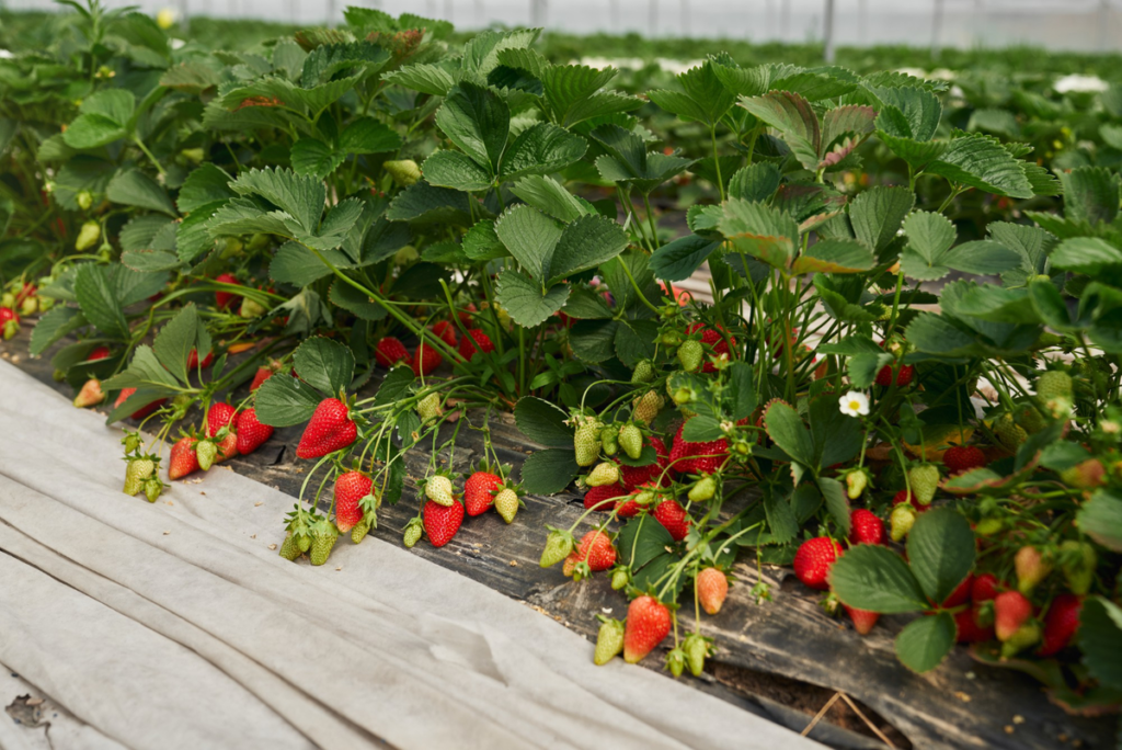 cara membuat pupuk untuk strawberry