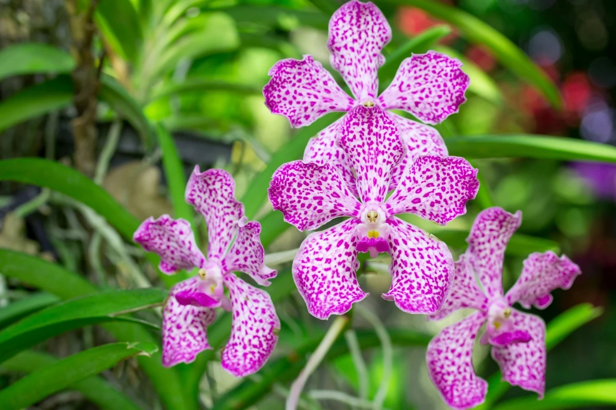 cara menanam anggrek vanda