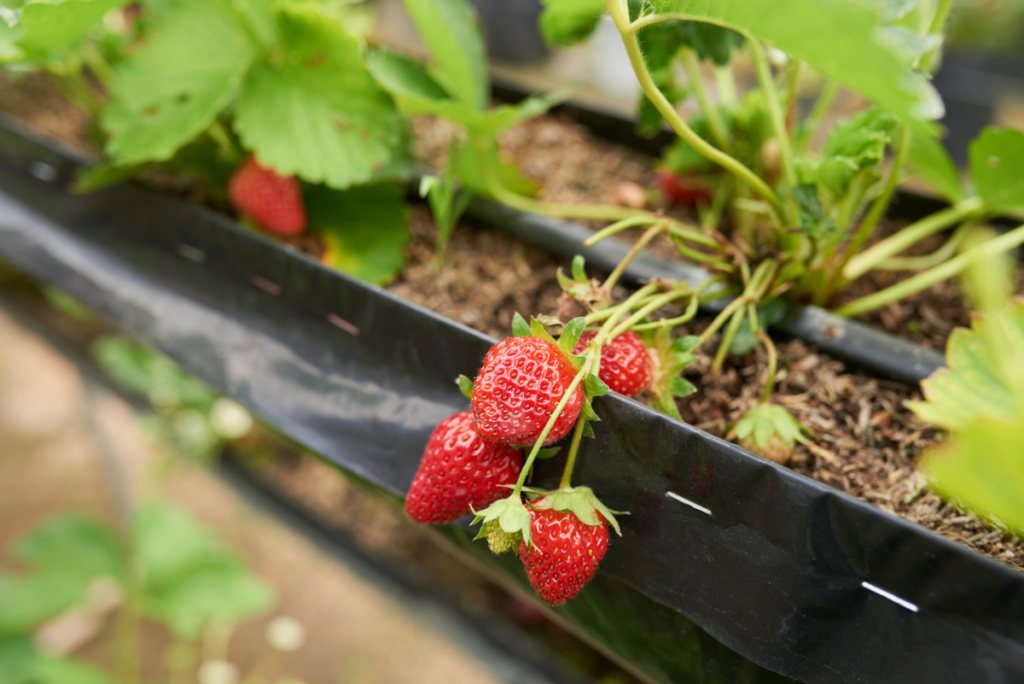 cara menanam strawberry dari biji