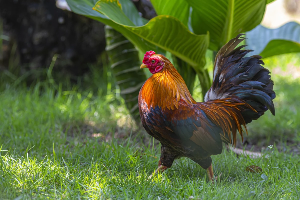 cara merawat ayam pakhoy