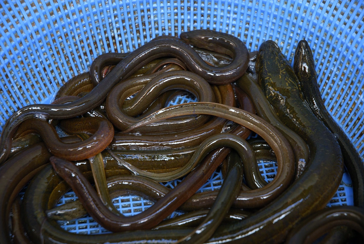 cara ternak belut rumahan