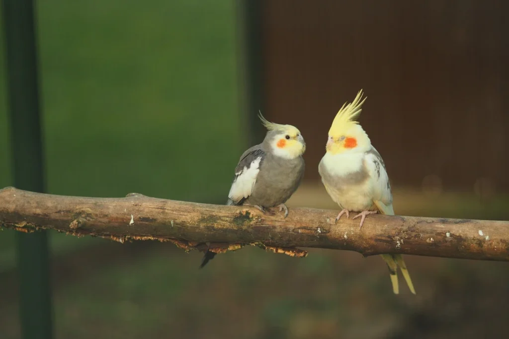 cara ternak burung falk australia