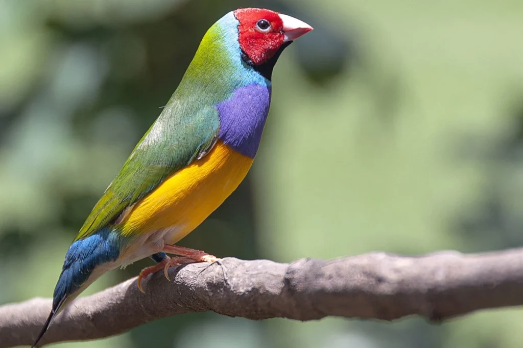 cara ternak burung finch