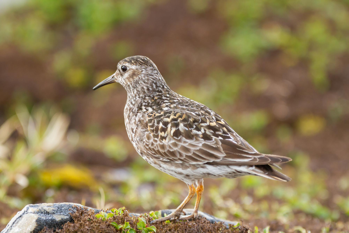 cara ternak burung puyuh di rumah