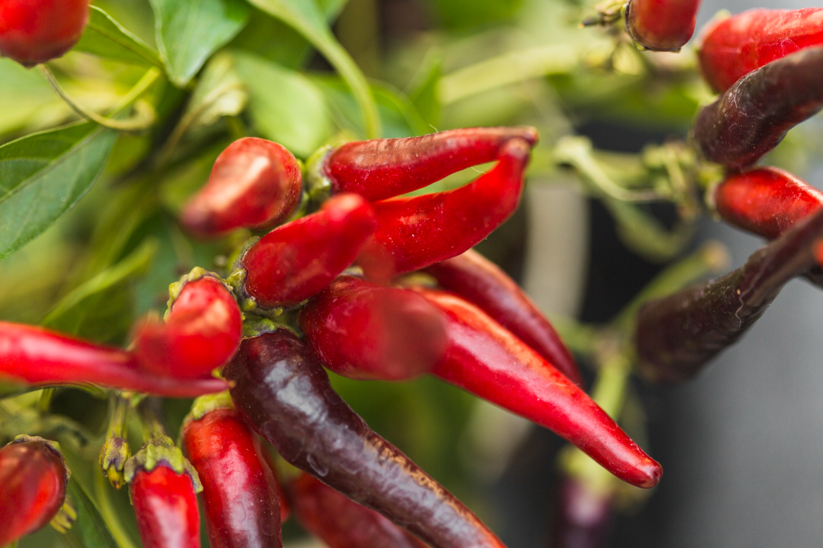 nutrisi untuk tanaman cabe