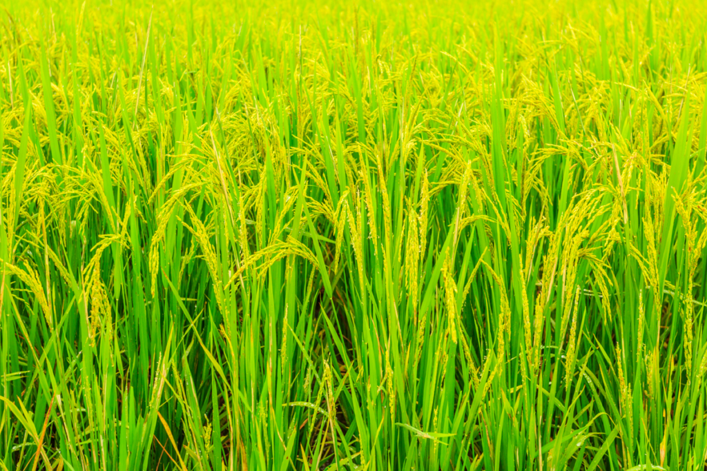 nutrisi untuk tanaman padi