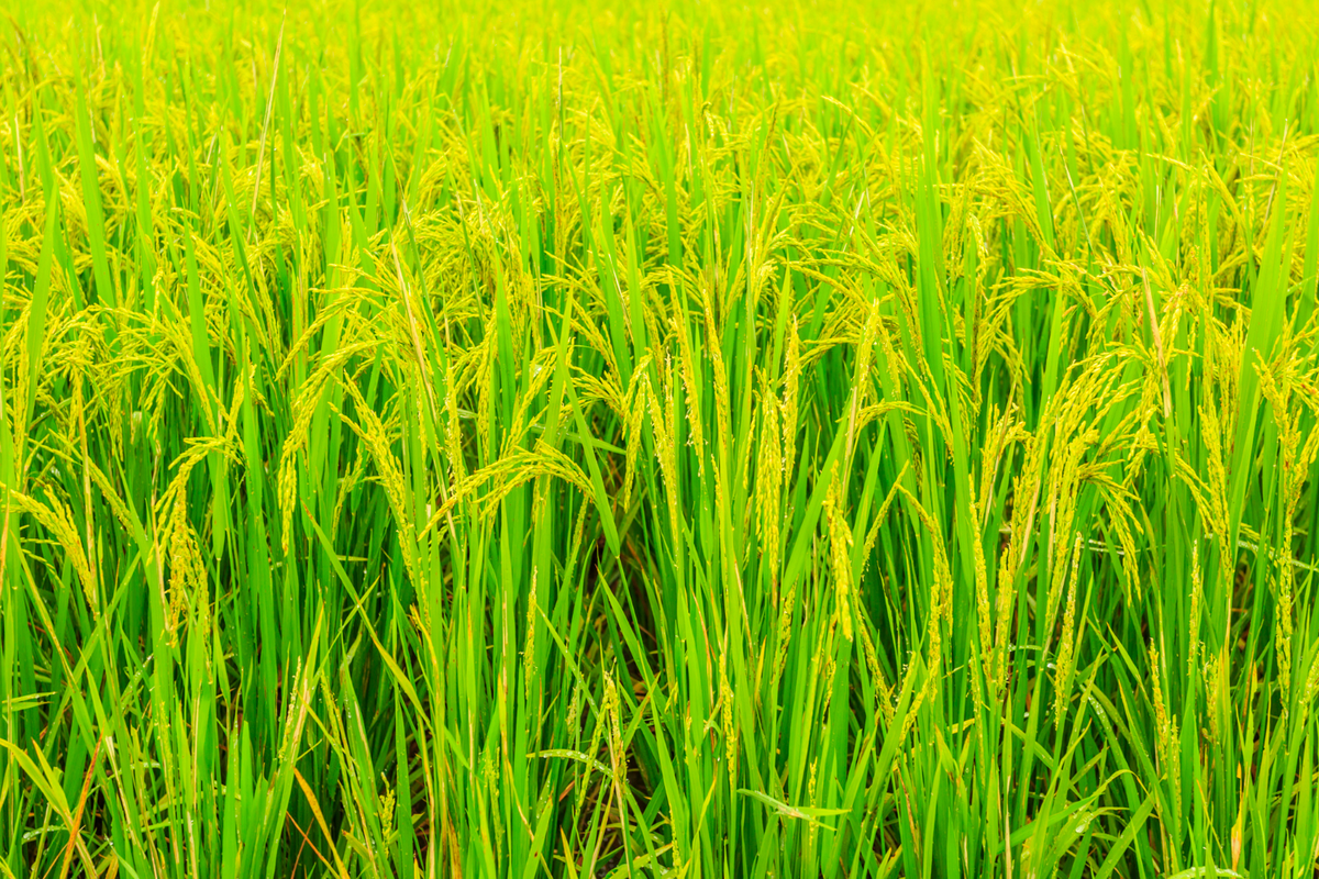 nutrisi untuk tanaman padi