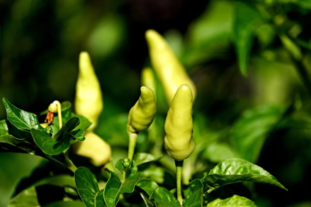 pupuk cabe umur 1 minggu