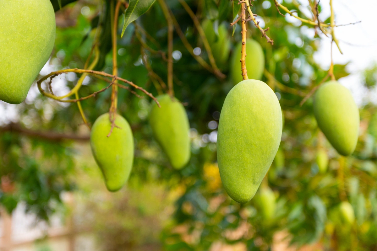 pupuk perangsang buah mangga