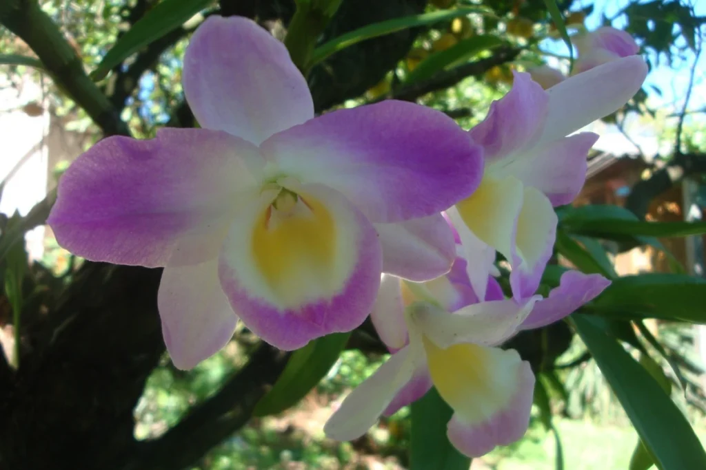 pupuk perangsang bunga anggrek