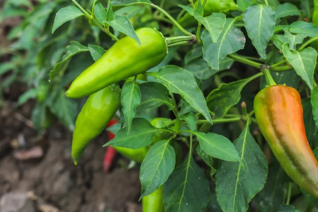 pupuk untuk cabe kerdil
