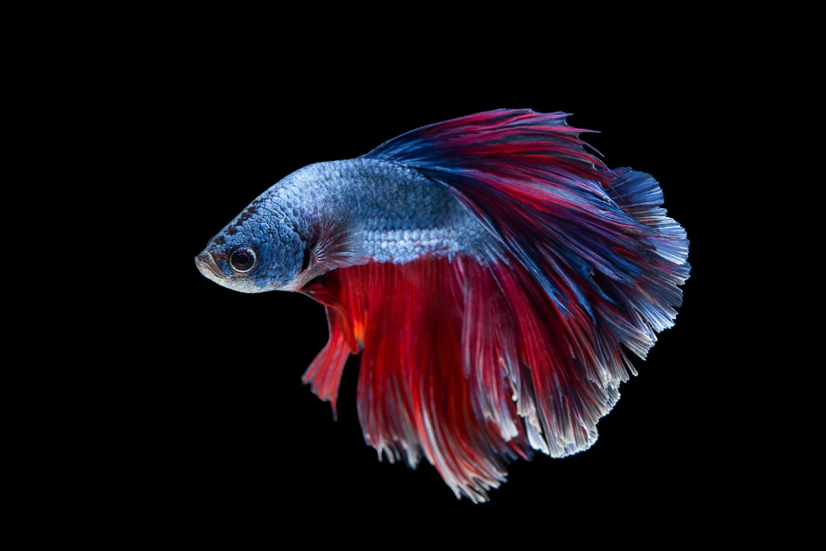 vitamin ikan cupang