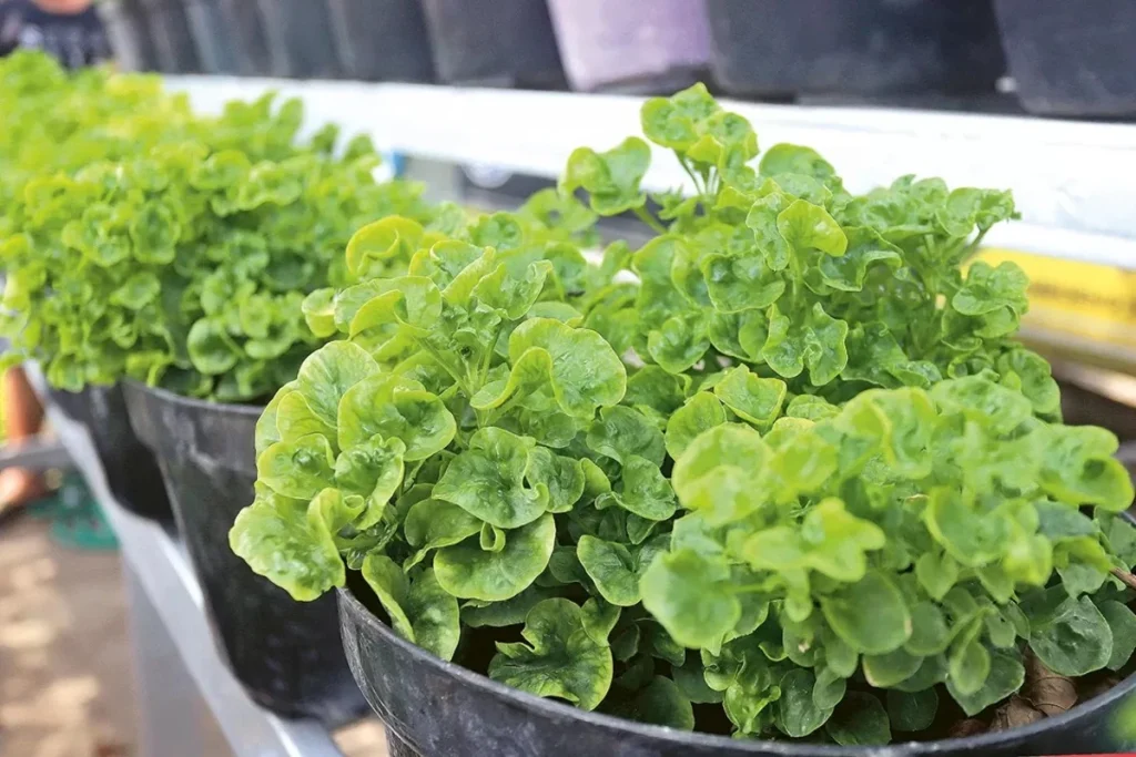 cara menanam bayam brazil