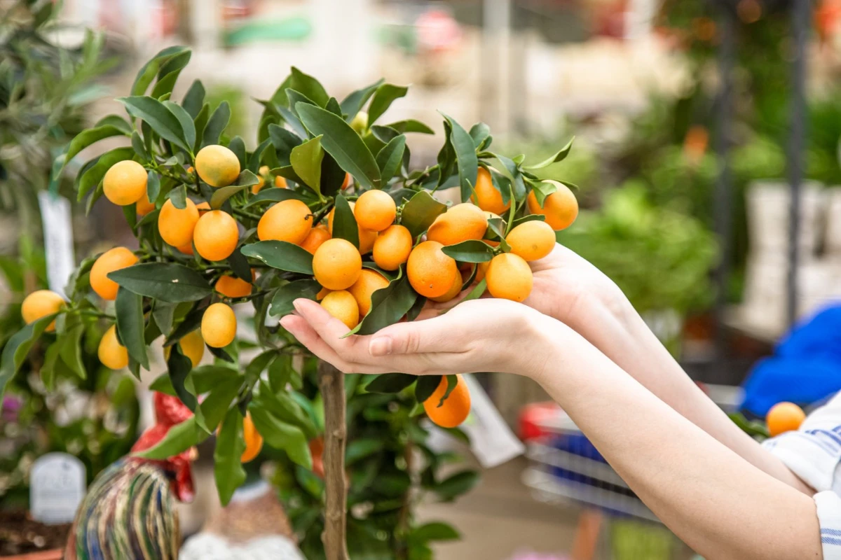 cara menanam biji jeruk