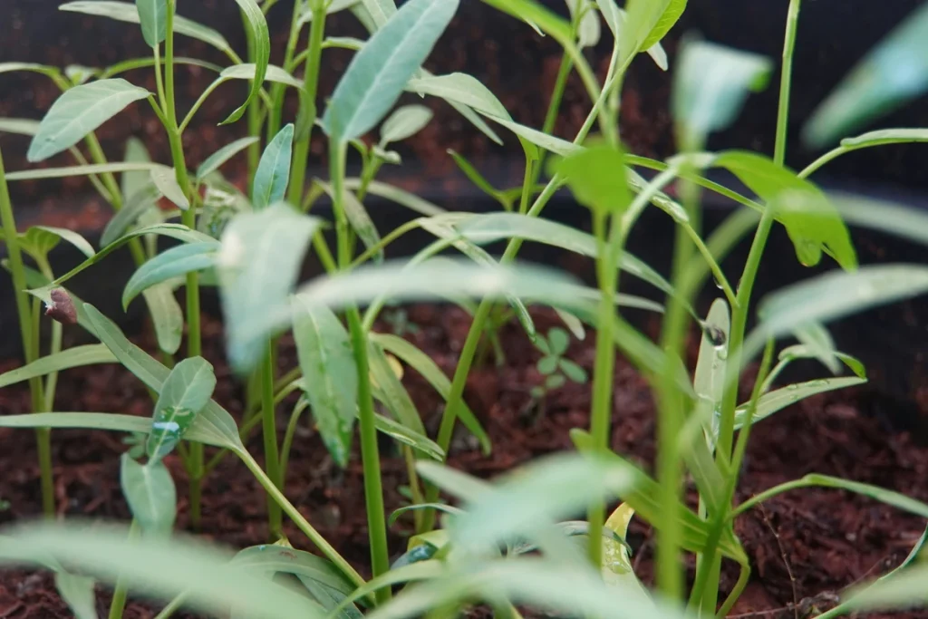 cara menanam biji kangkung agar cepat tumbuh