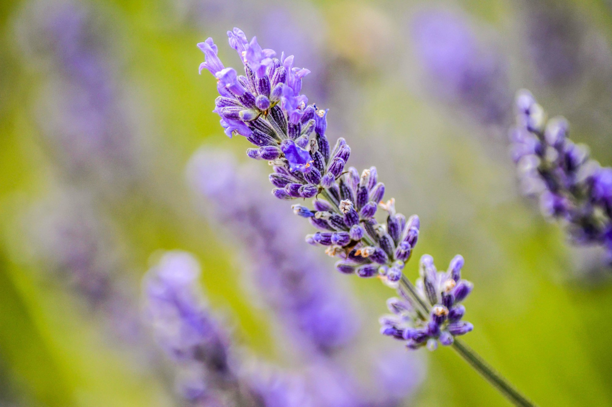 cara menanam bunga lavender