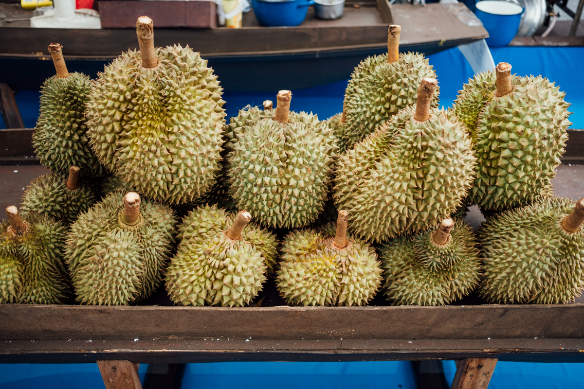cara menanam durian musang king